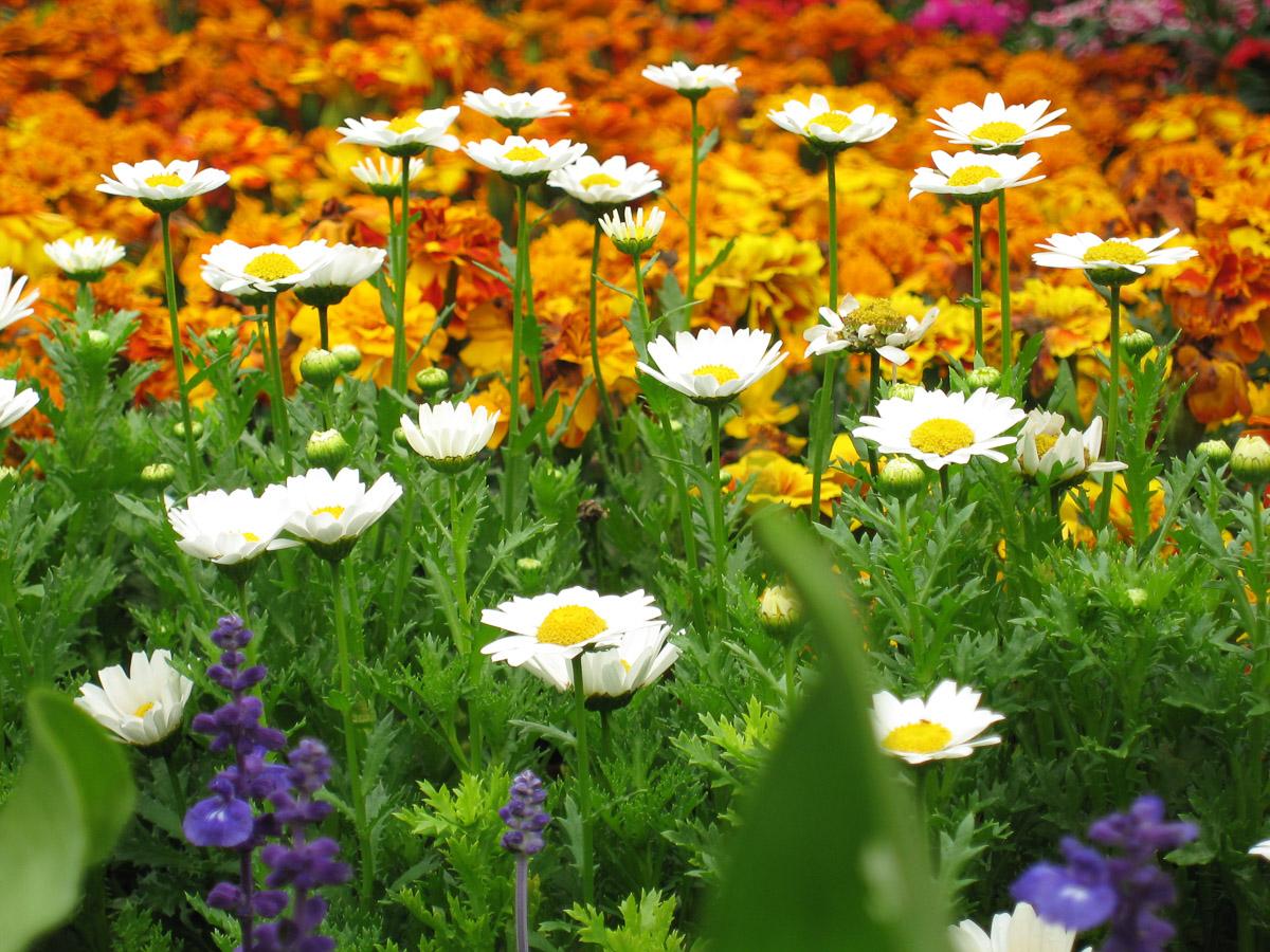 Blumenwiese
