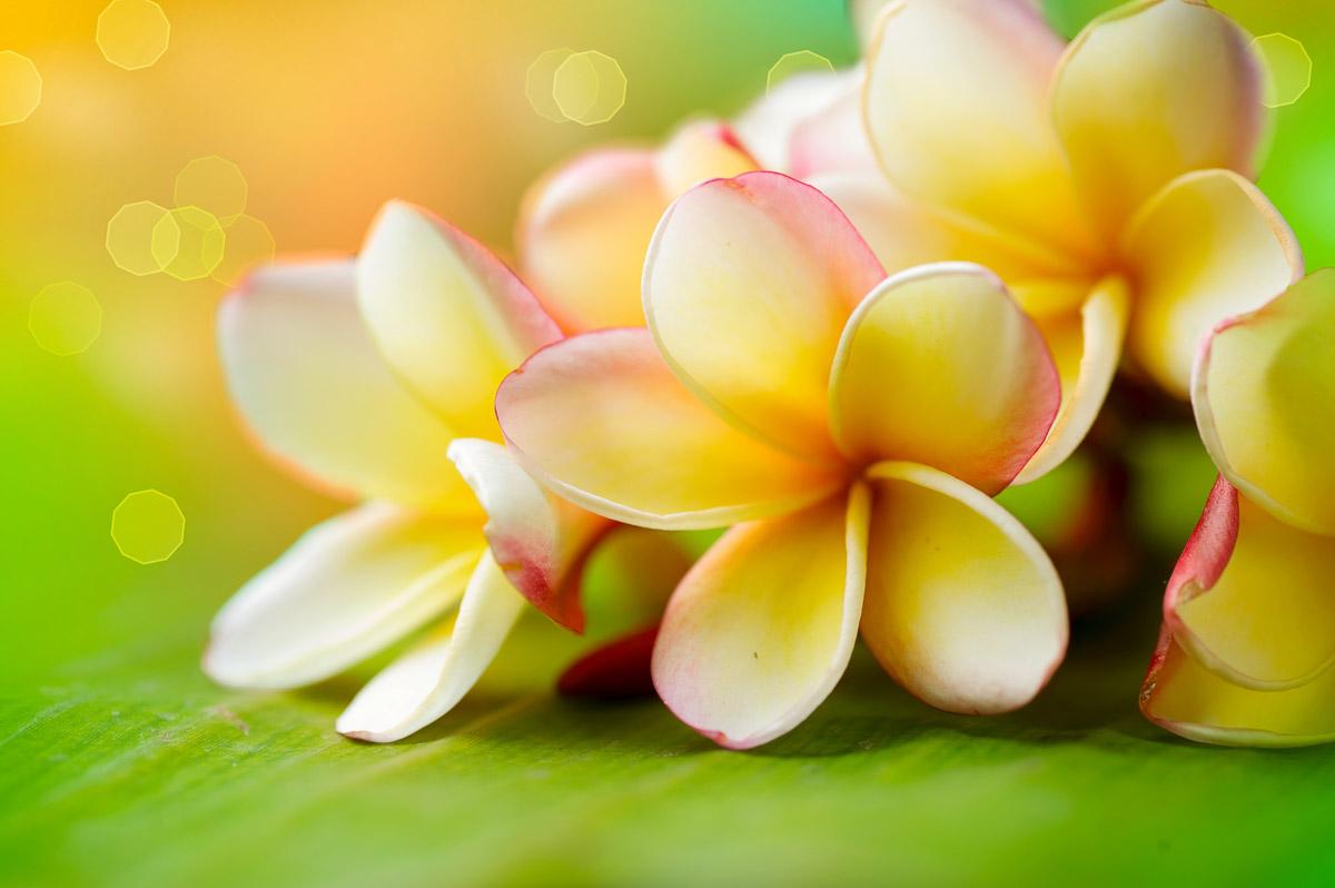 Blumen
