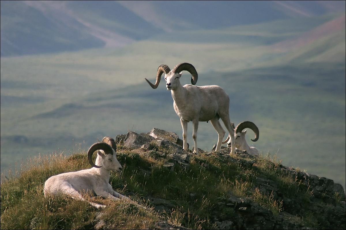 Widder in Landschaft