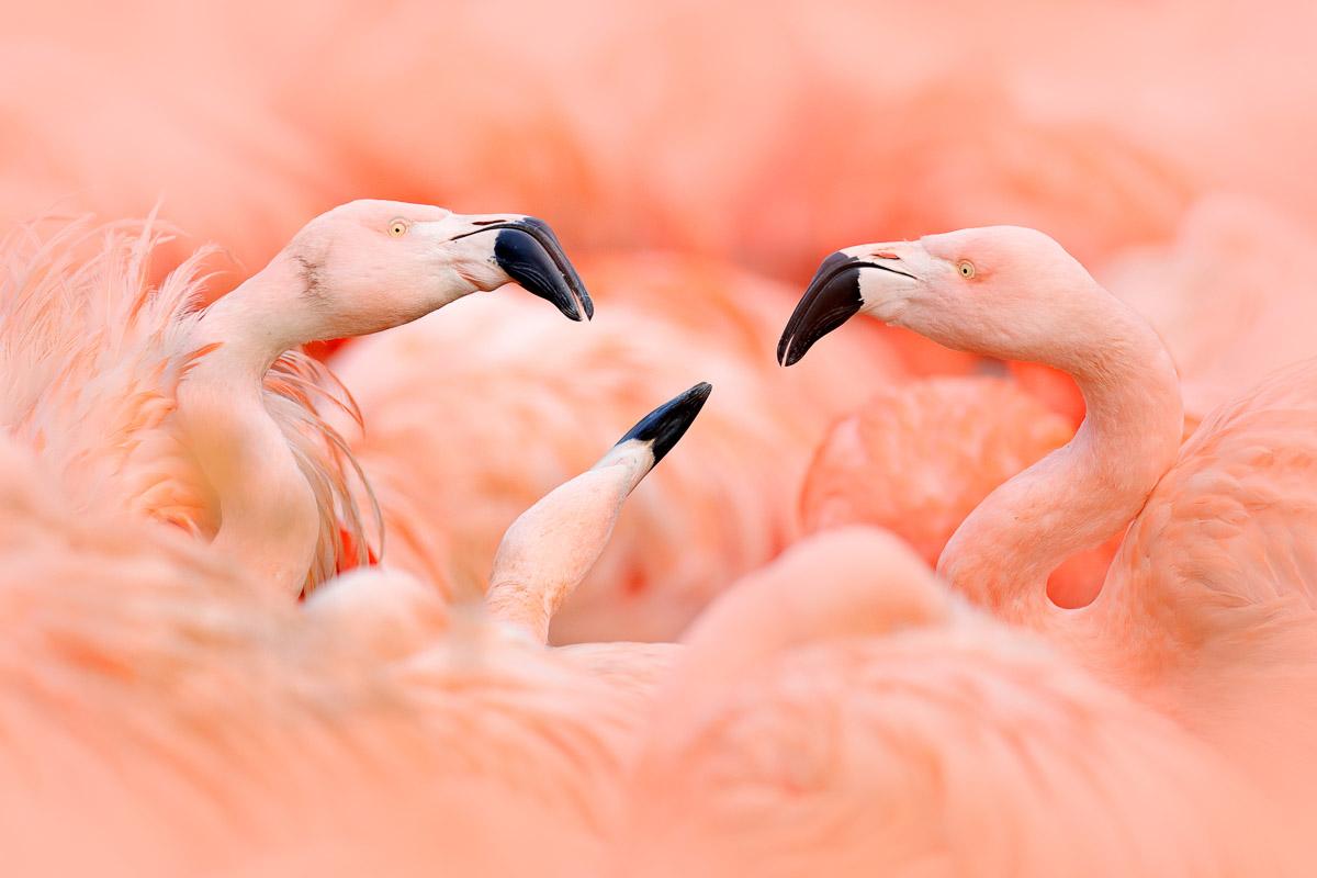 Flamingos