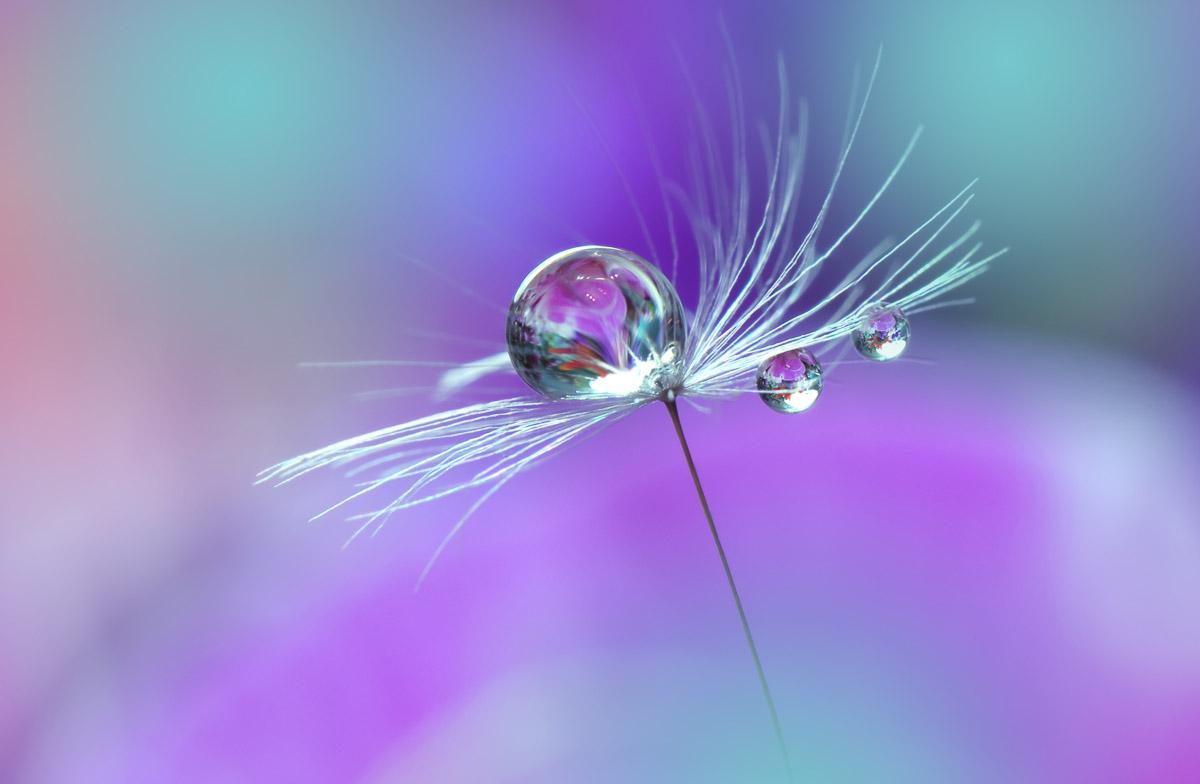 Wassertropfen auf Blume