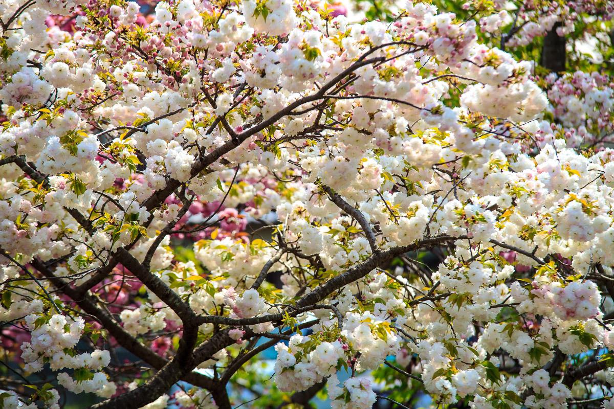 Schmetterling auf Blume