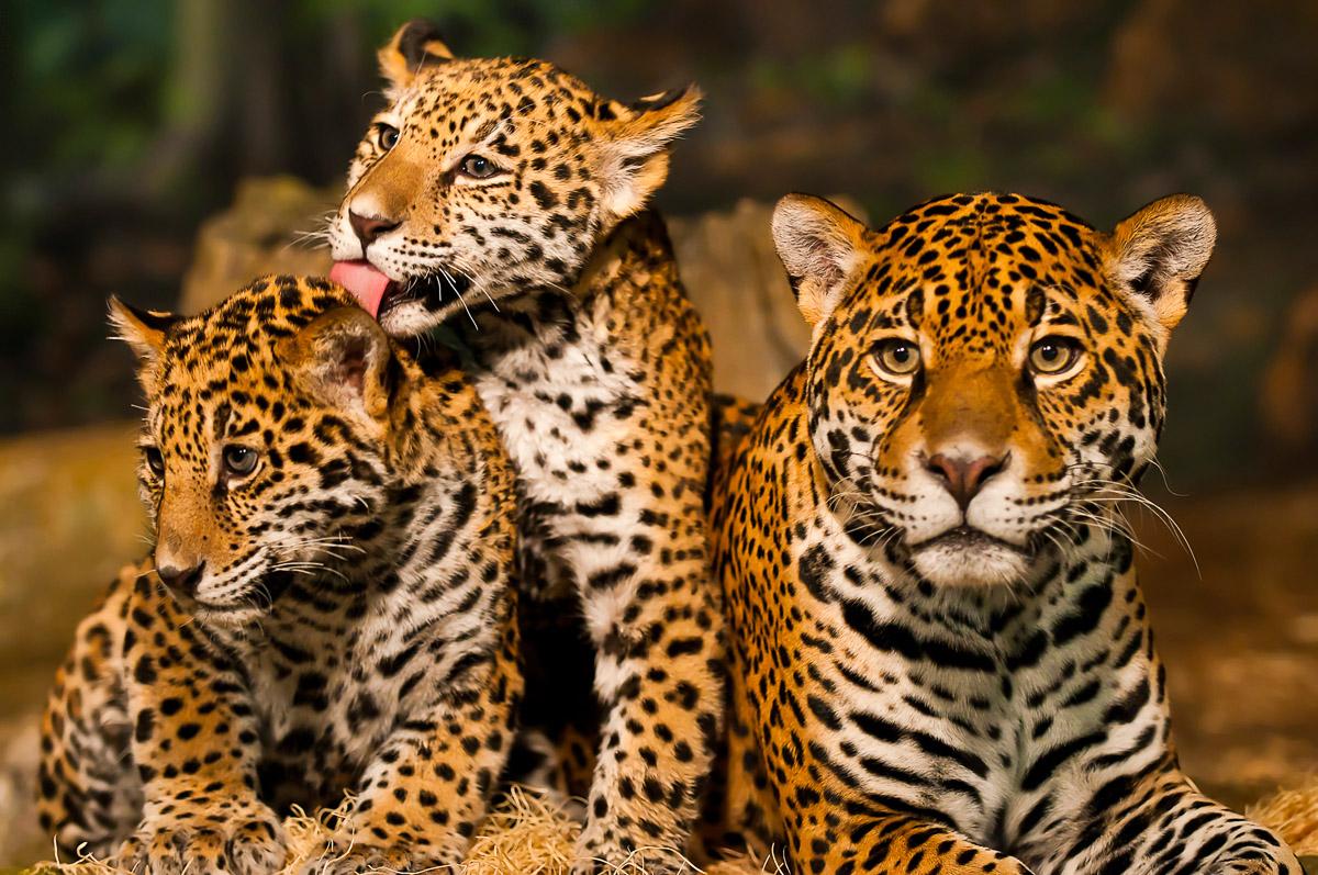 Leoparden Familie