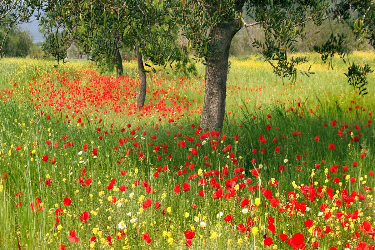Blumenwiese