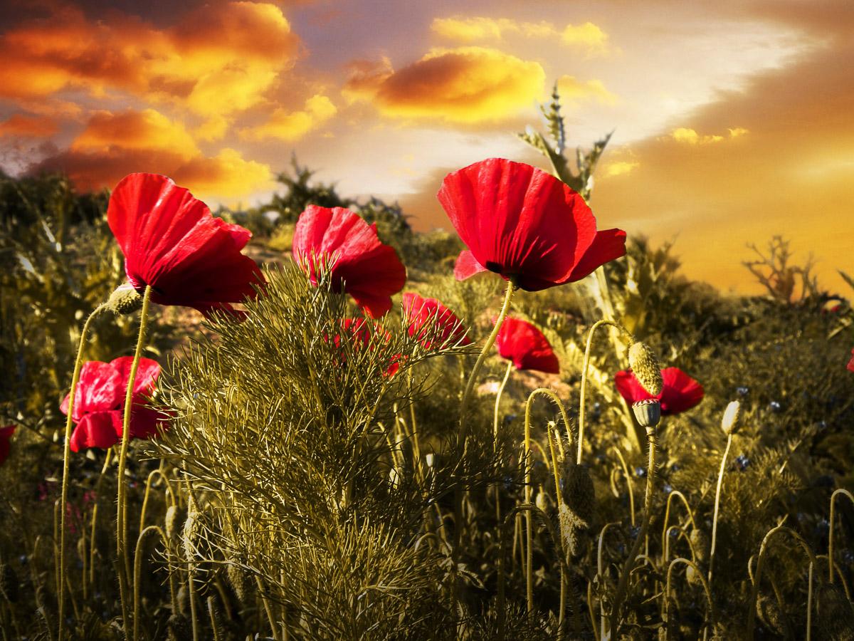Blumenwiese