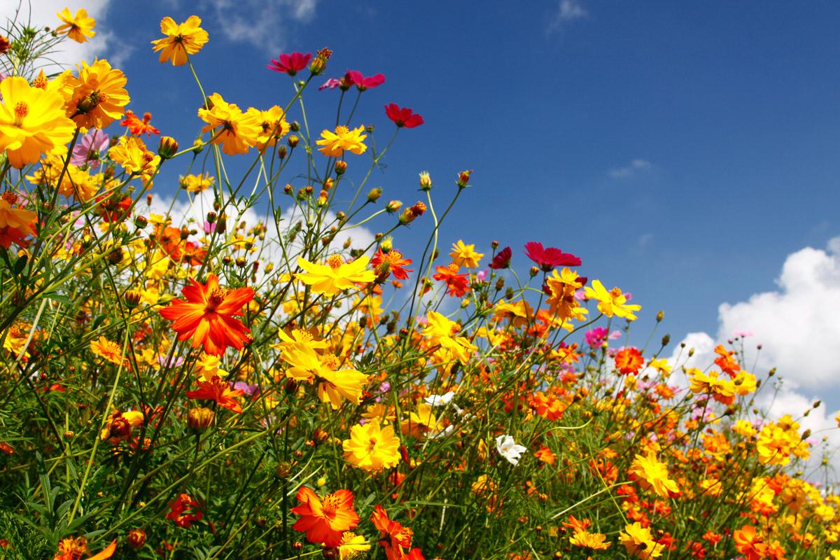 Blumenwiese