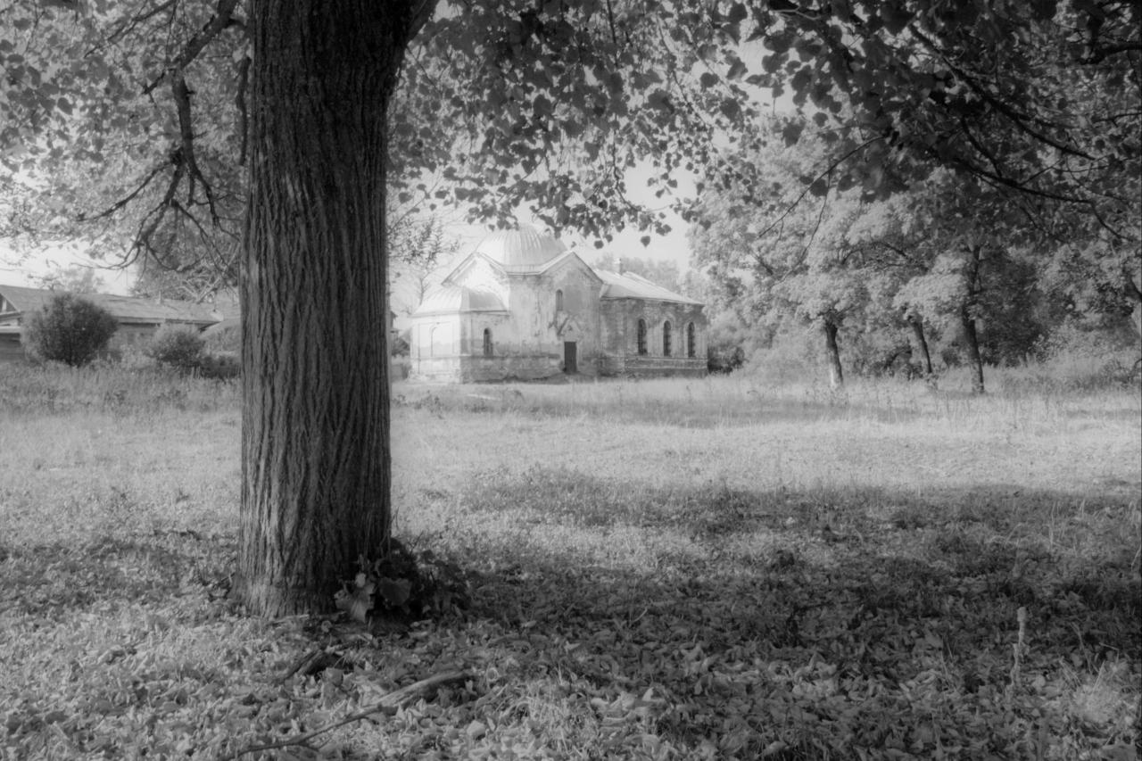Baum Schwarz & Weiß