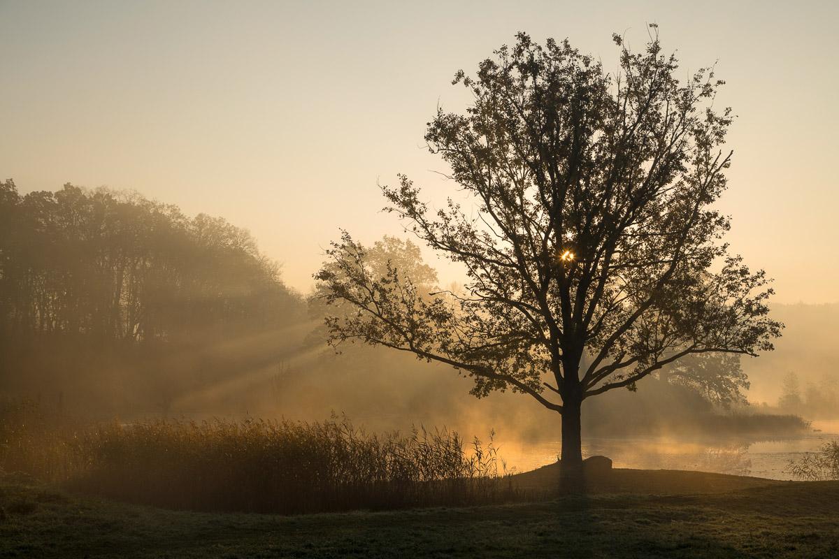 Baum im Feld