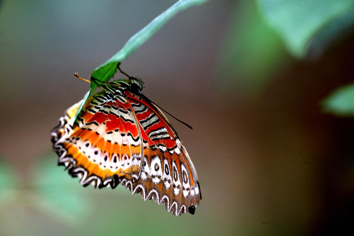 Schmetterling