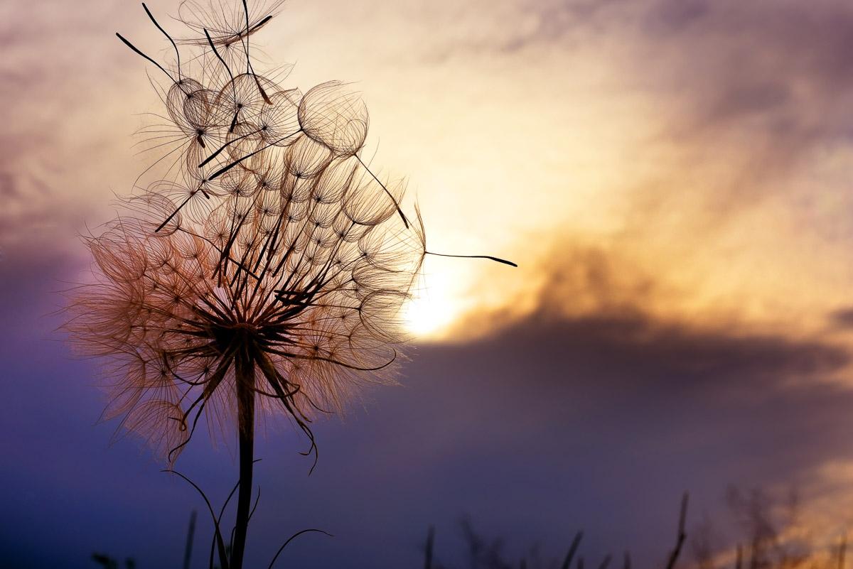 Pusteblume