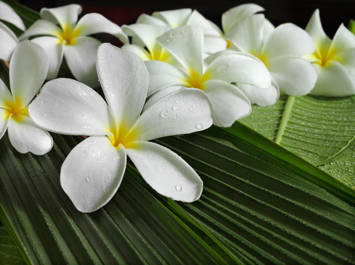 Blumen