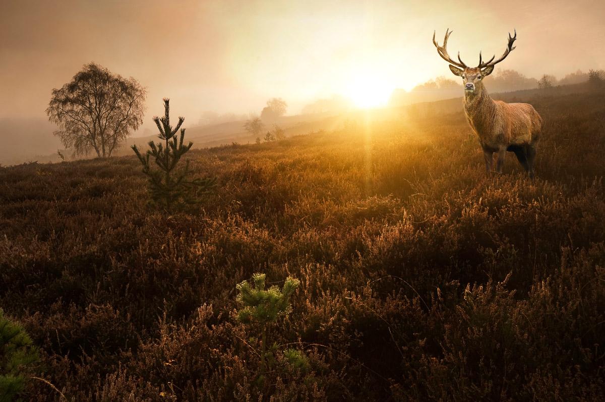 Hirsch in Landschaft