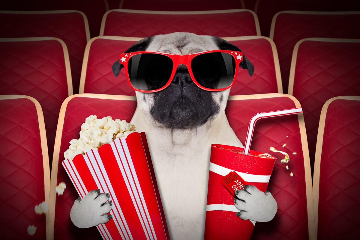 Hund im Kino