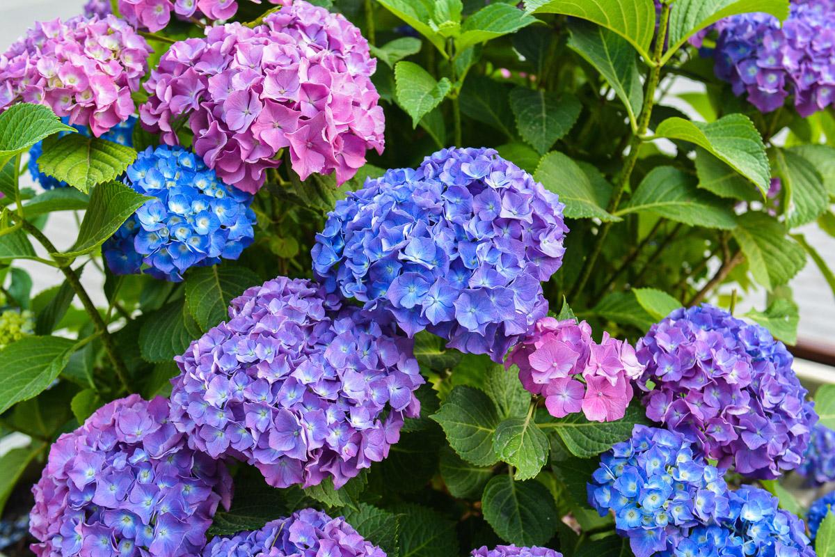 Blumen