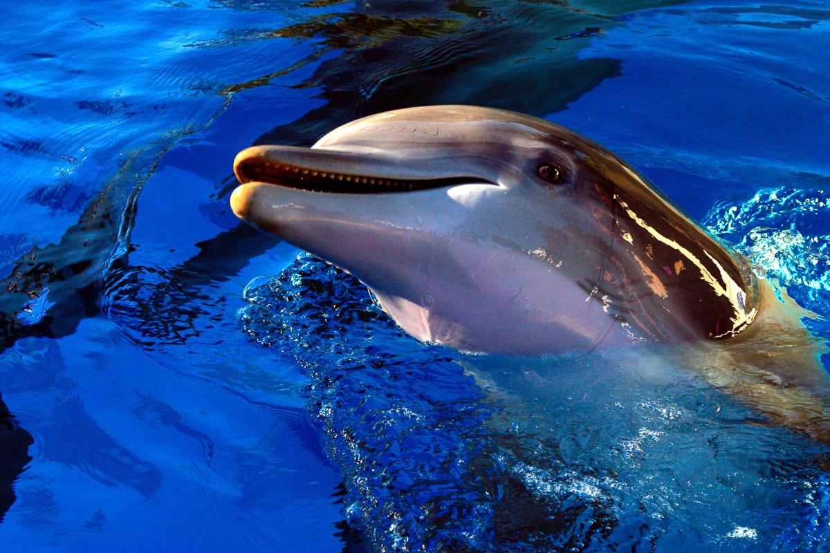 Delfin