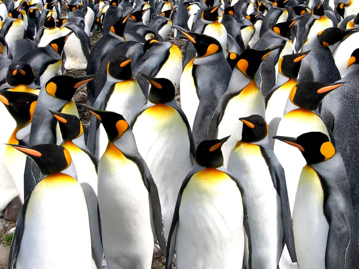 Pinguine
