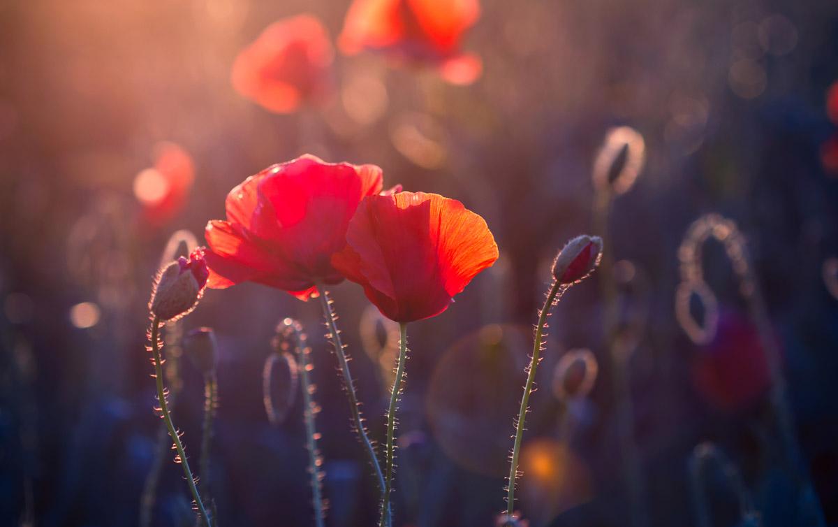 Blumen