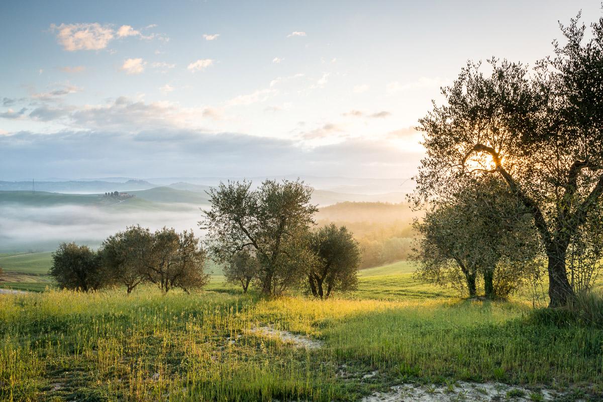Bäume in landschaft