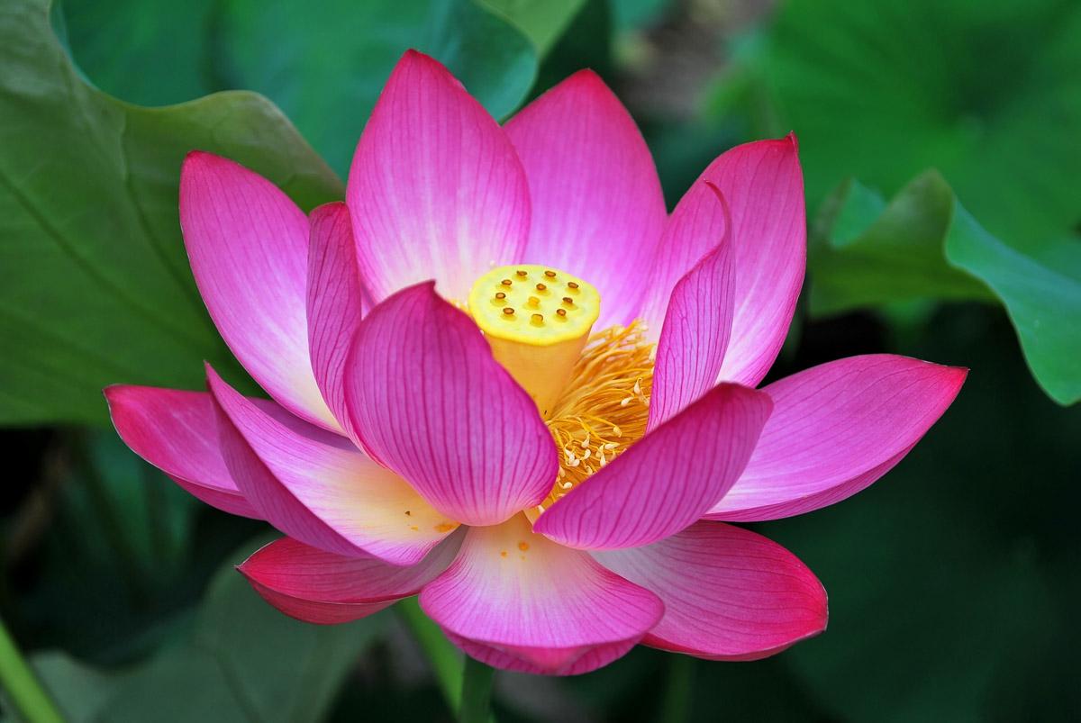 Blume