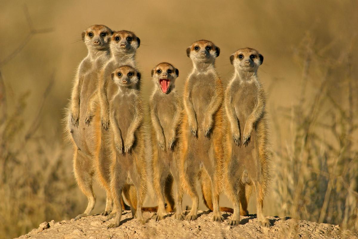 Erdmännchen