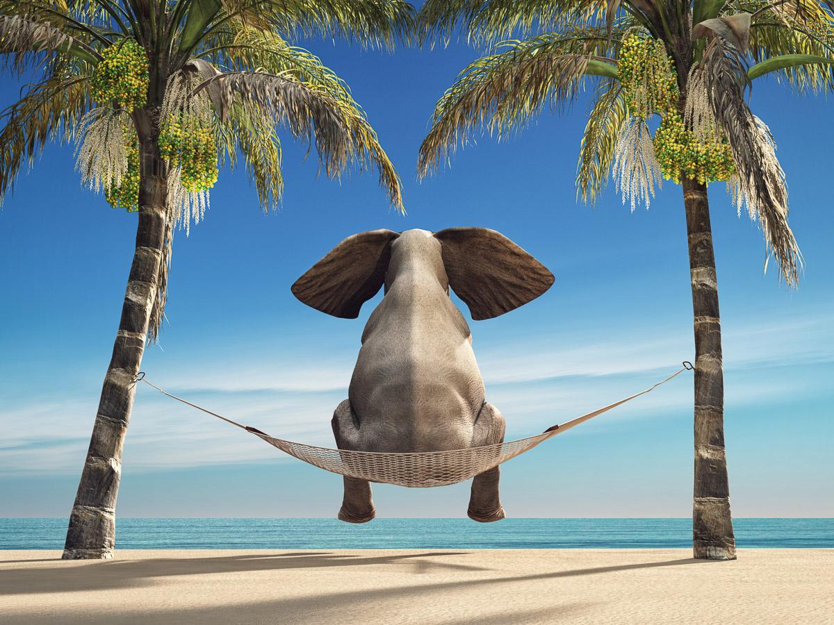 Elefant auf Hängematte an Strand