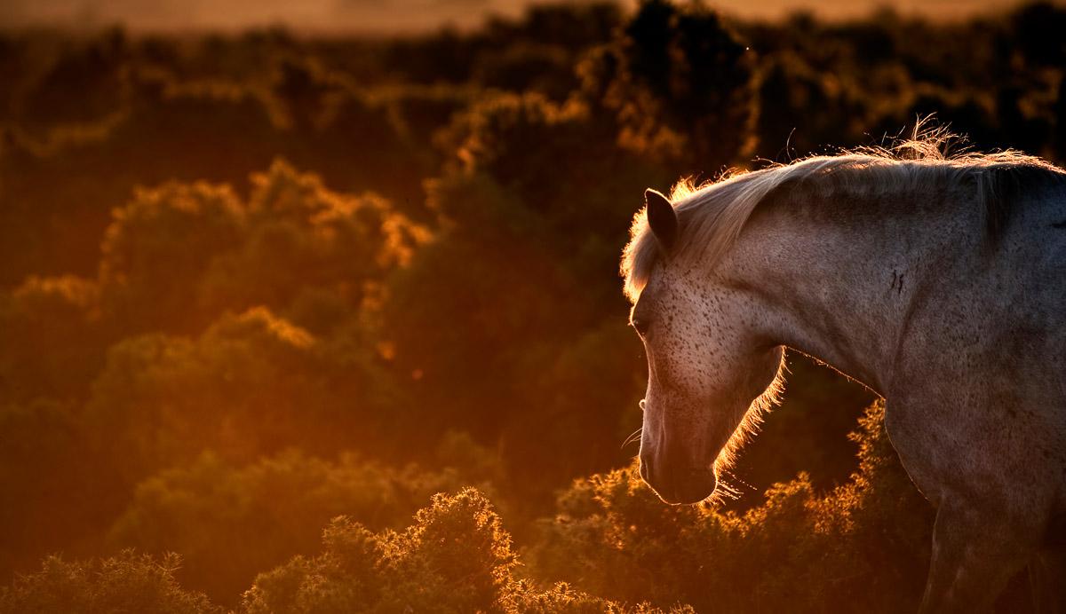 Pferd