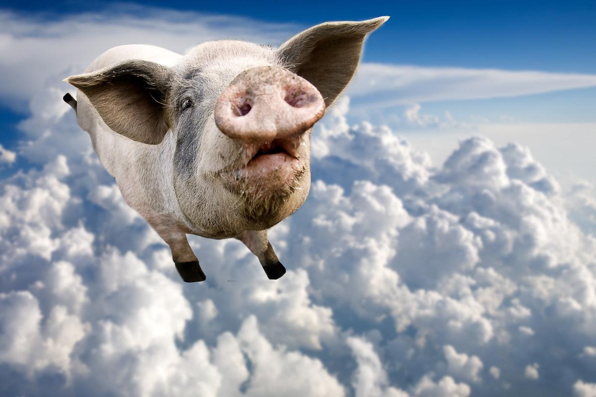 Fliegendes Schwein