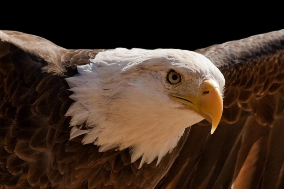 Adler