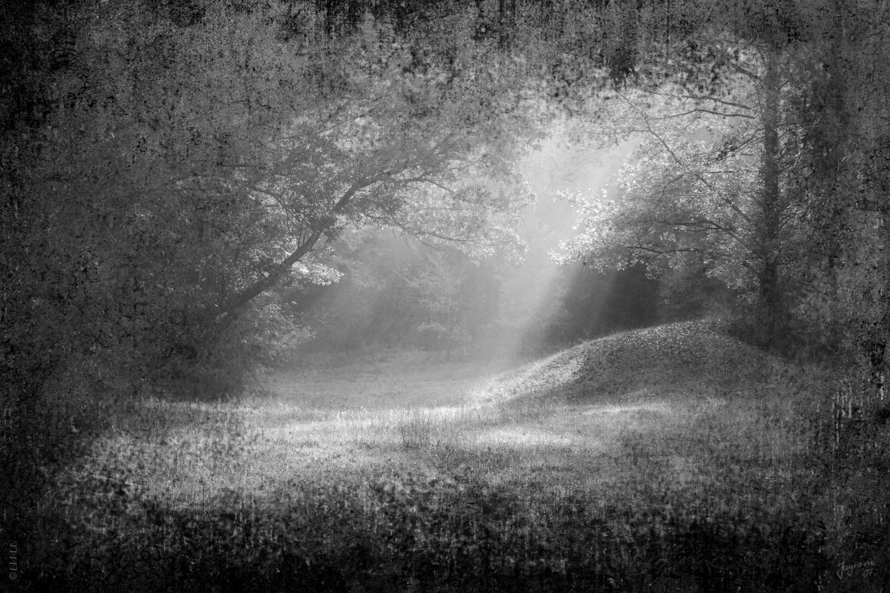 Wald Schwarz & Weiß