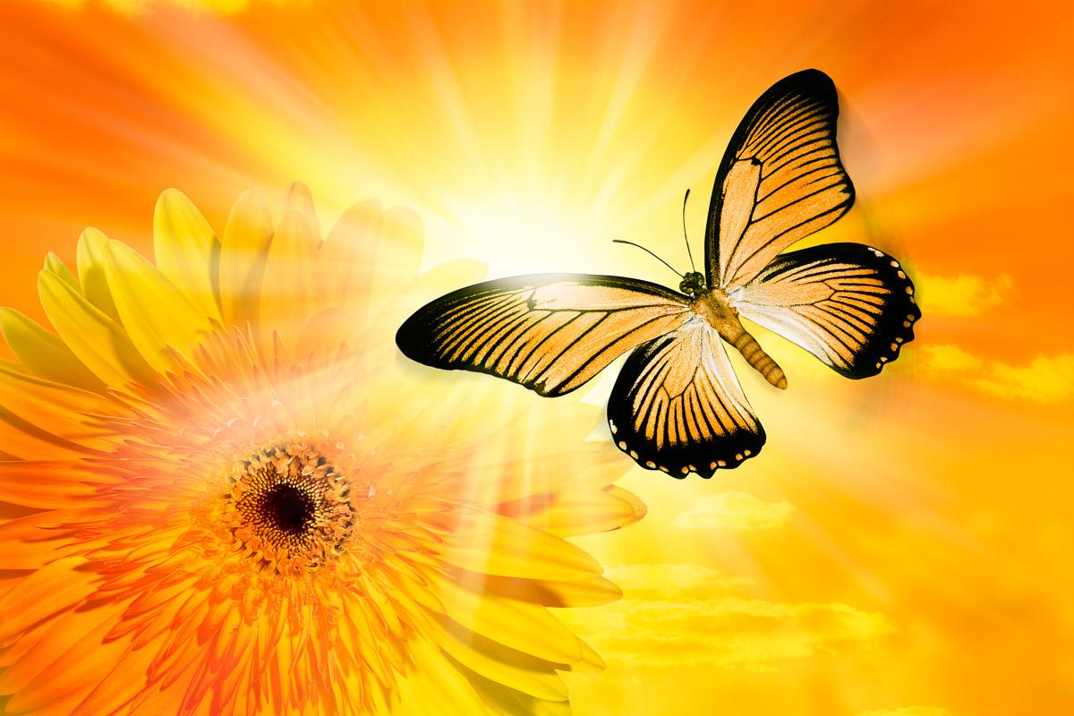Schmetterling