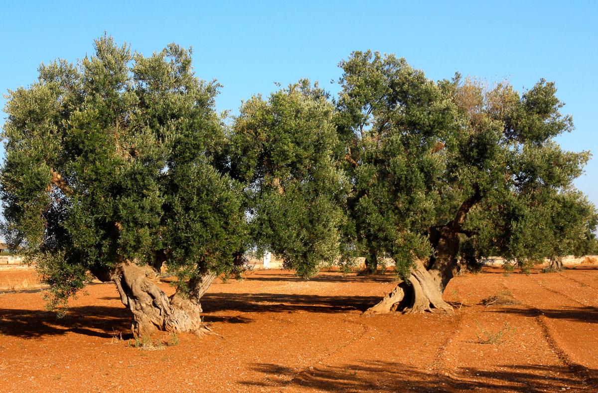 Bäume in Landschaft