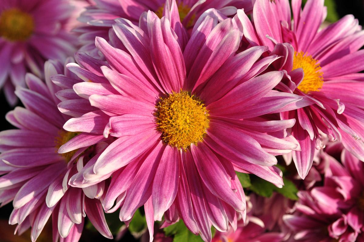 Blume