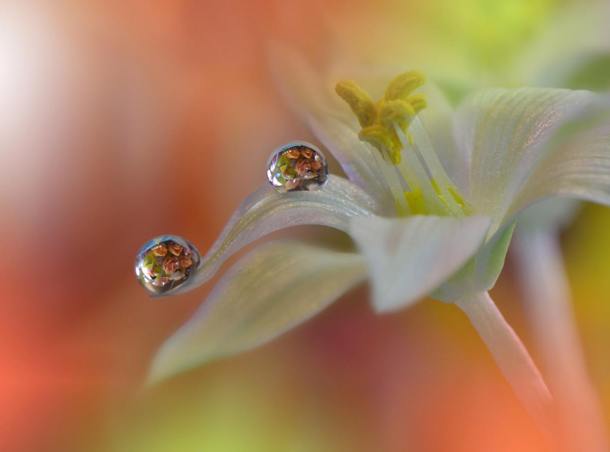 Wasertropfen auf Blume