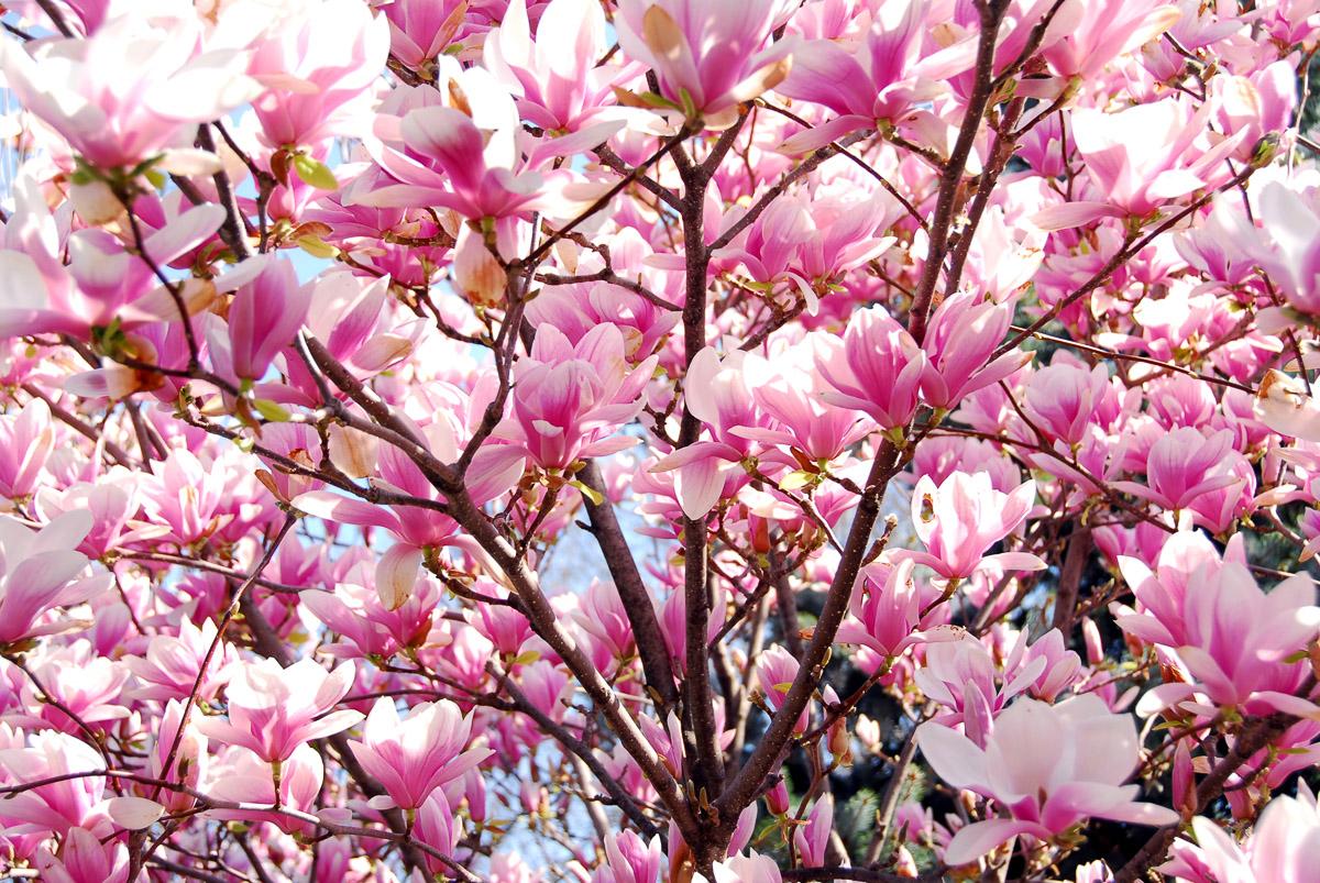 Kirschblüten