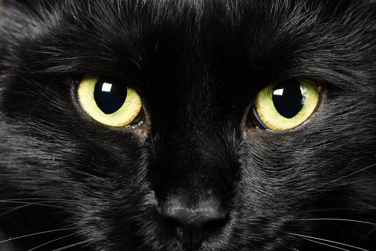 Katze