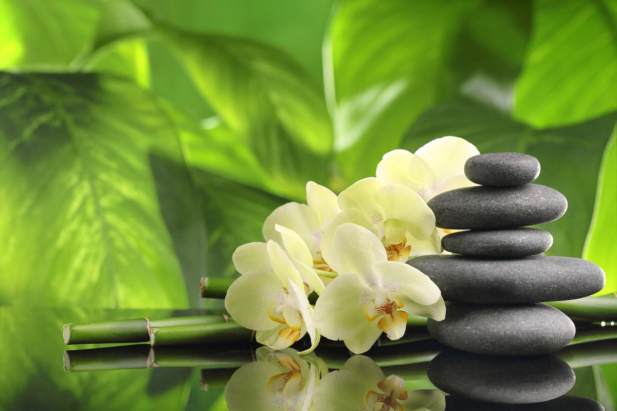 Wellness