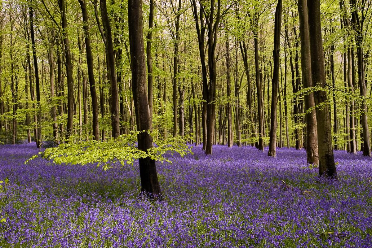 Wald mit Blumenwiese