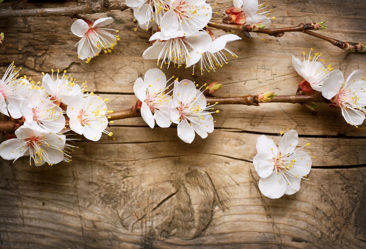 Blumen auf Holz