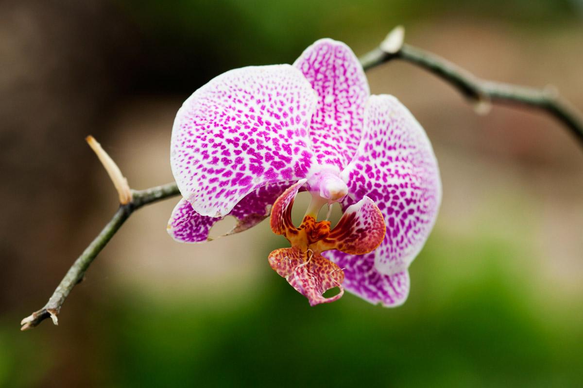 Blume