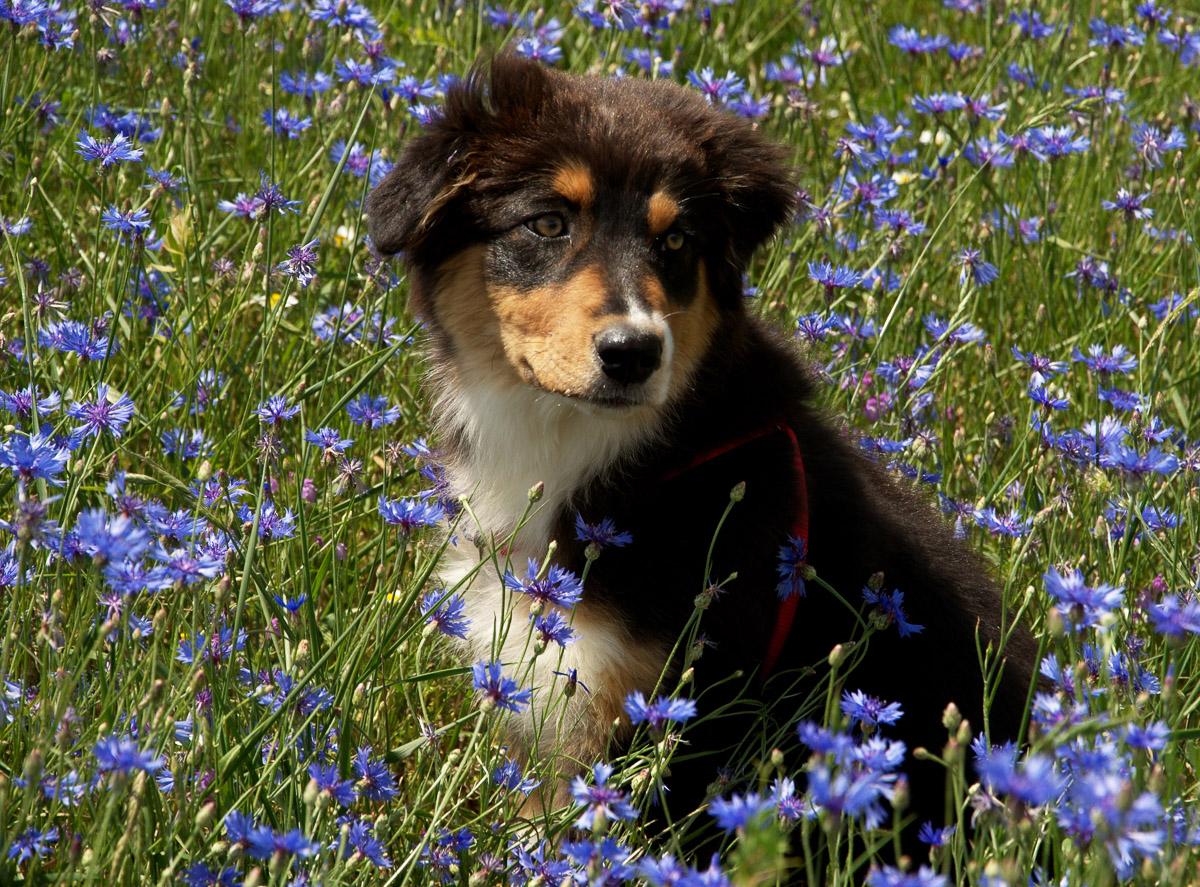 Hund in Blumenwiese