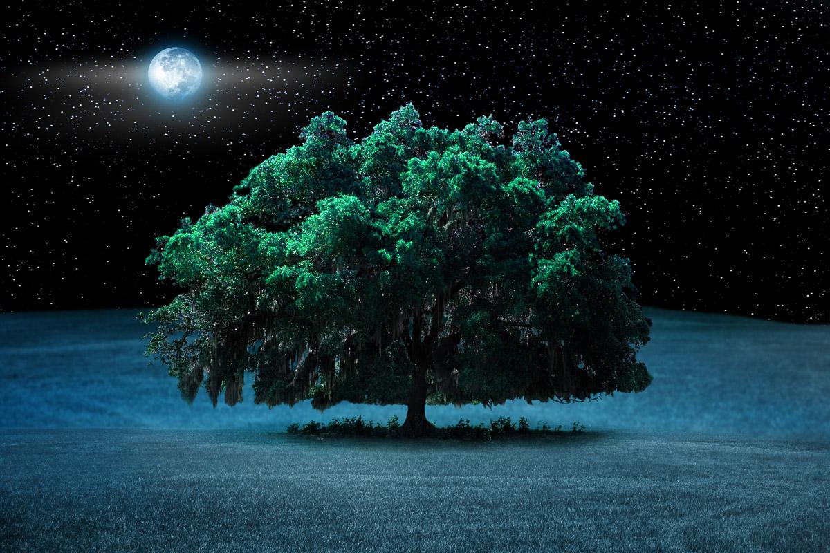 Baum in Landschaft bei Nacht
