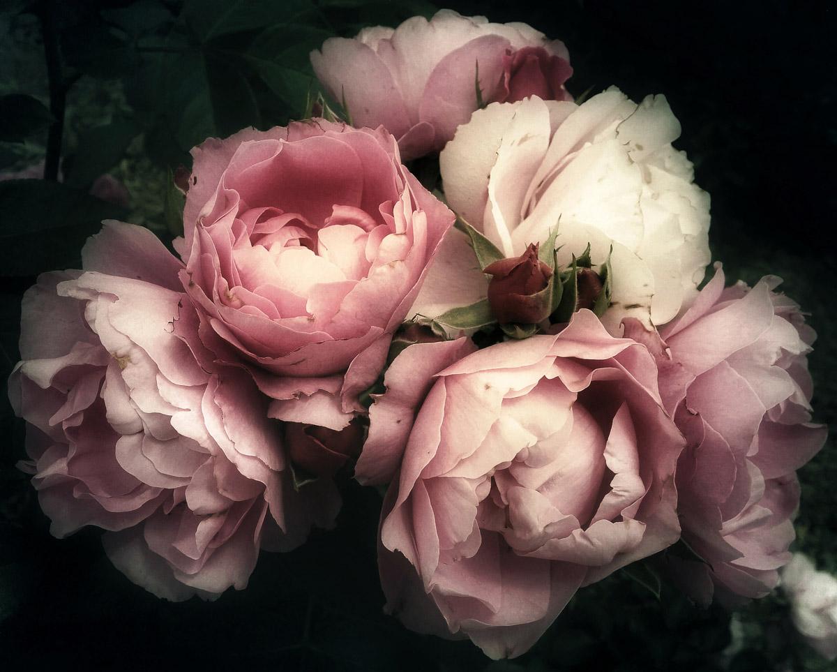 Blumen