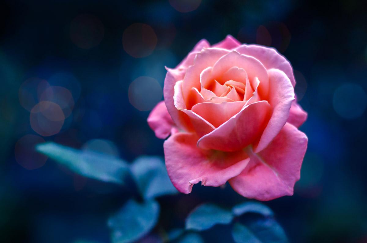 Rose