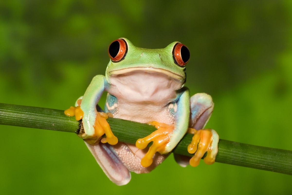 Frosch