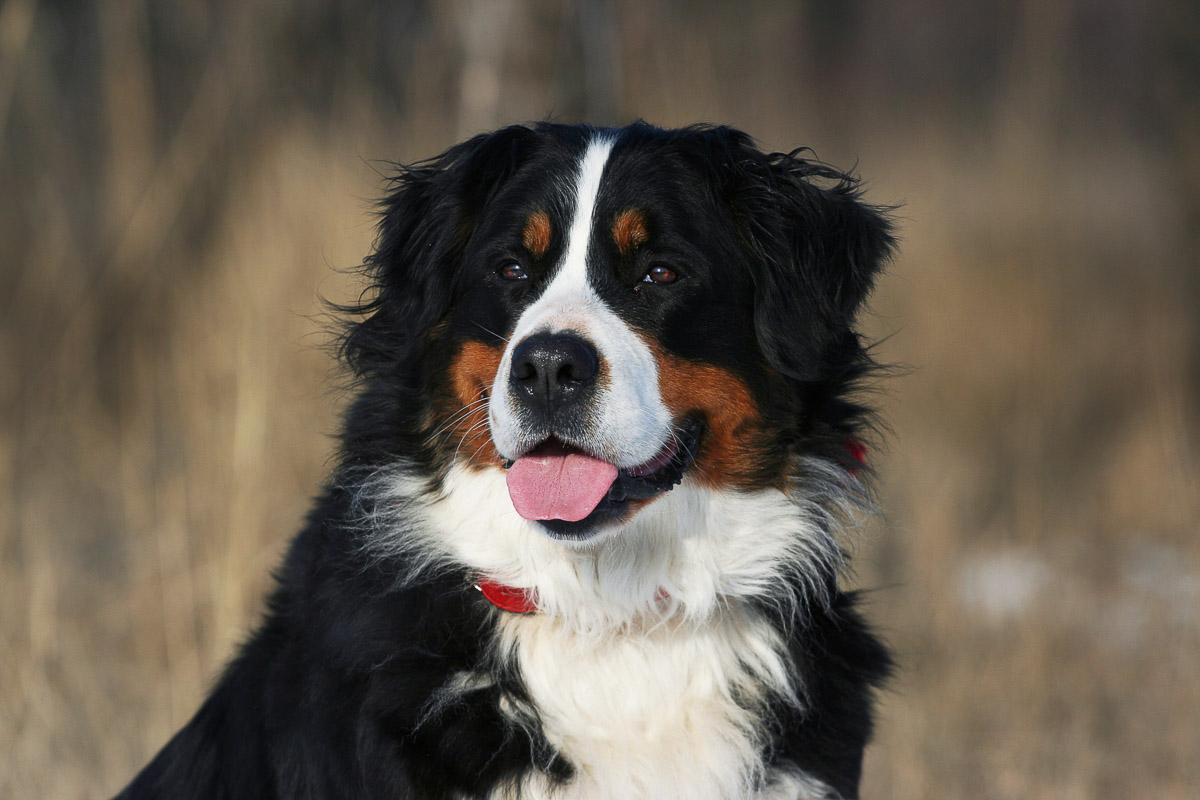 Hund, Berner Sennenhund