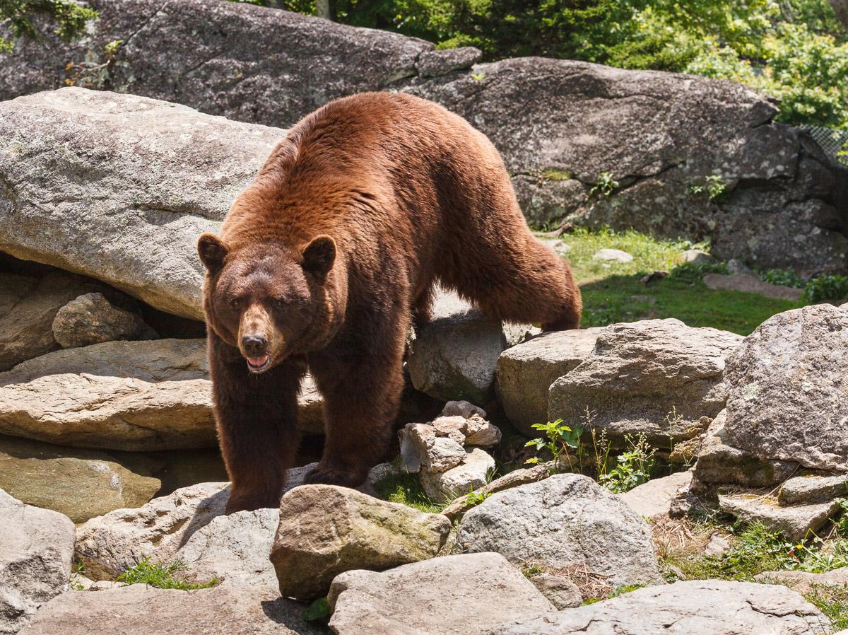 Bär