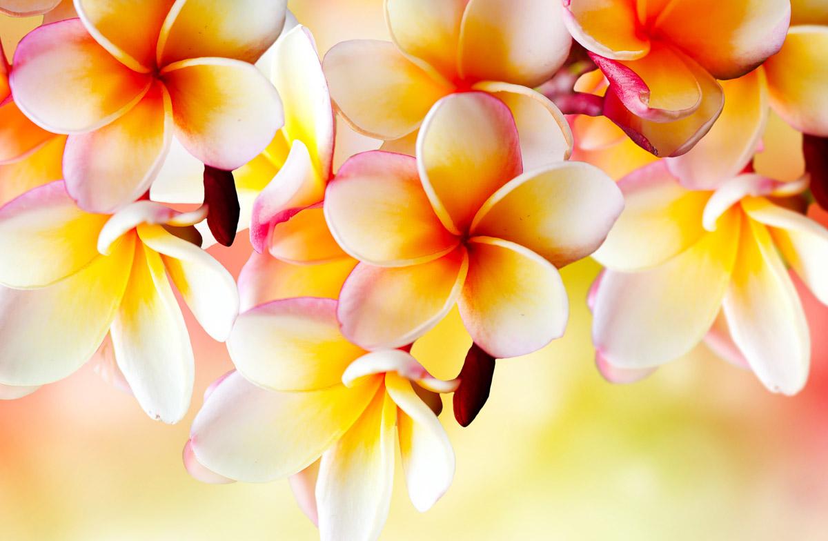 Blumen