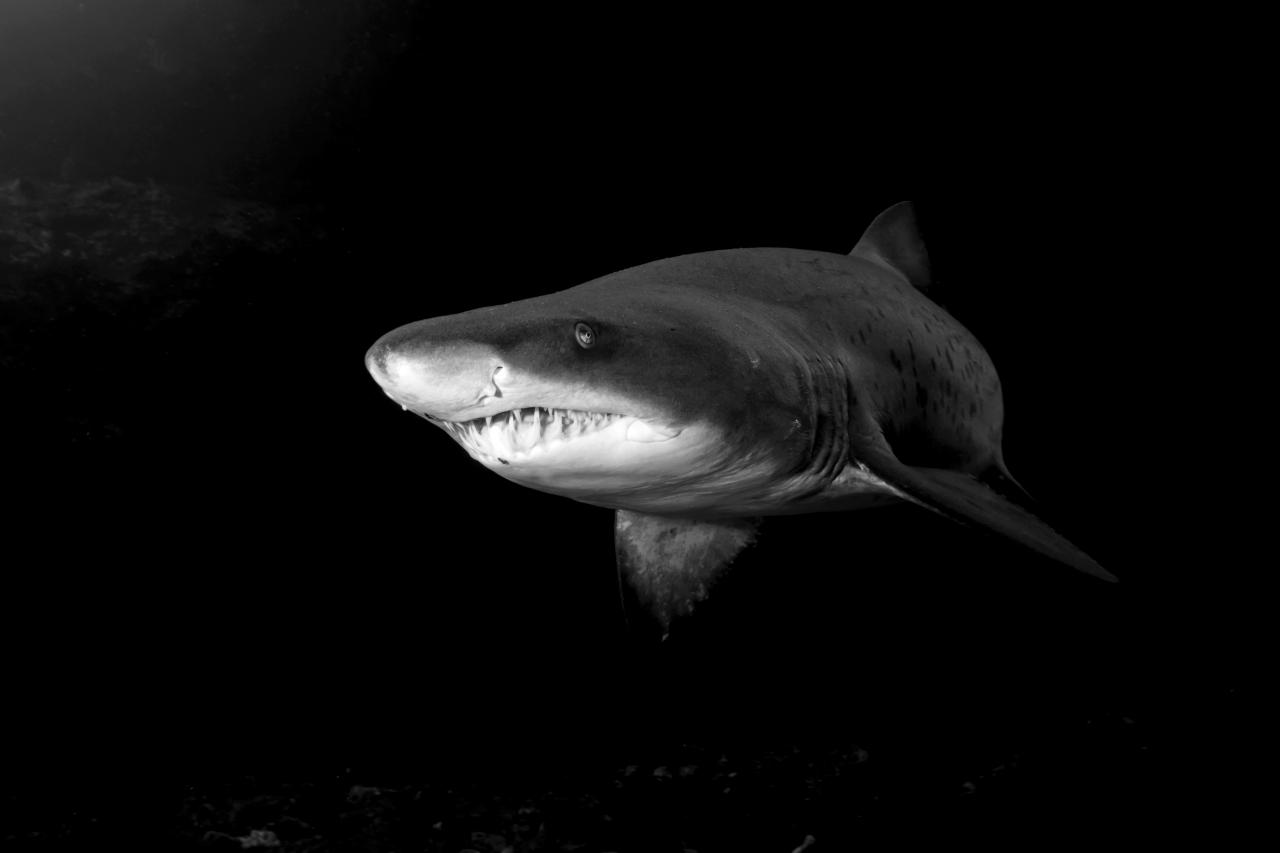 Haifisch Schwarz & Weiß