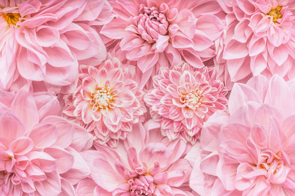 Blumen