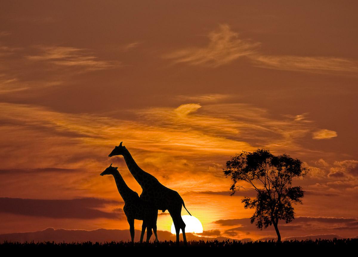 Giraffen vor Sonnenuntergang